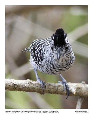 IMG_9740_BarredAntshrike_10x100.jpg