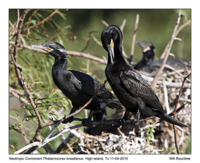 IMG_4357_NeotropCormorant_10x100.jpg