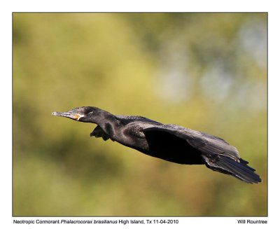 IMG_4412_NeotropCormorant_10x100.jpg