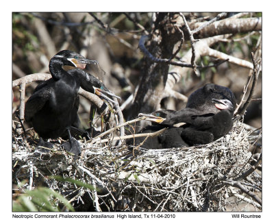 IMG_4455_NeotropCormorant_10x100.jpg