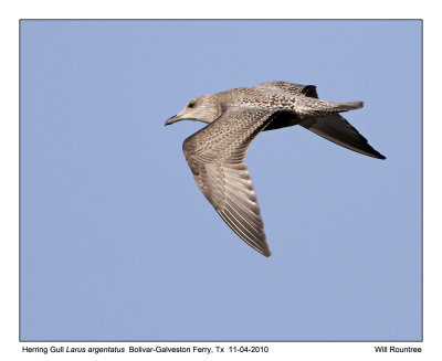 IMG_4523_HerringGull_10x100.jpg