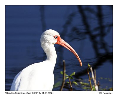 IMG_5282_WhiteIbis_10x100.jpg
