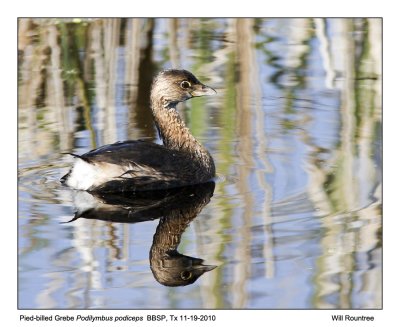 IMG_5676_Pied-billedGrebe_10x100.jpg