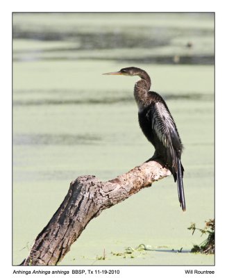 IMG_5728_Anhinga_10x100.jpg