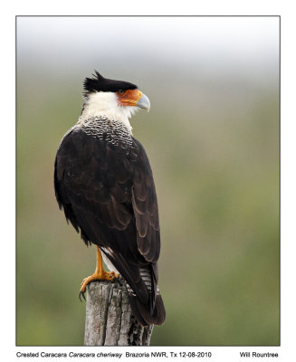 IMG_5822_Caracara_10x100.jpg