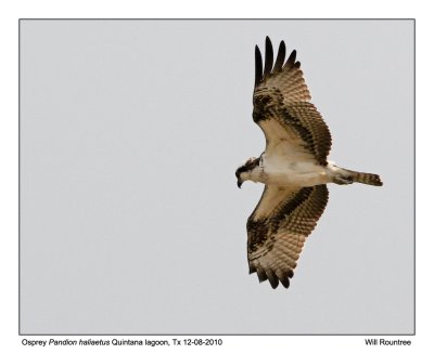 IMG_6197_Osprey_10x100.jpg