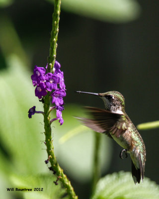 _MG_4945_RtHummingbird.jpg