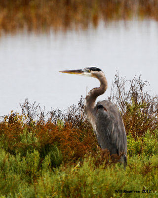 _MG_5706_GrtBlueHeron.jpg