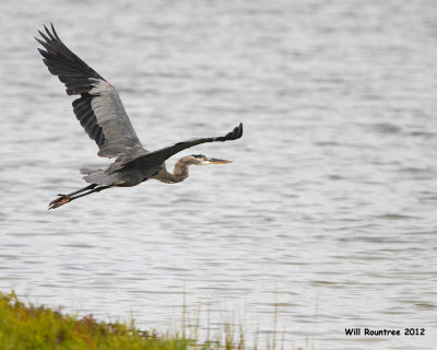 _MG_5740_GrtBlueHeron.jpg