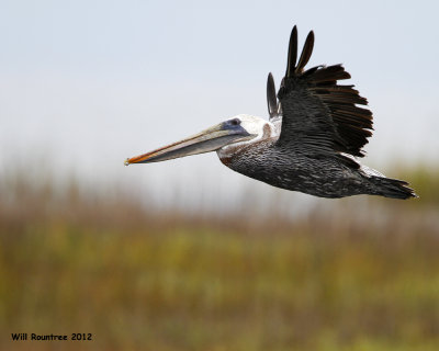 _MG_5808_Pelican.jpg