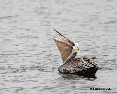 _MG_5831_Pelican.jpg