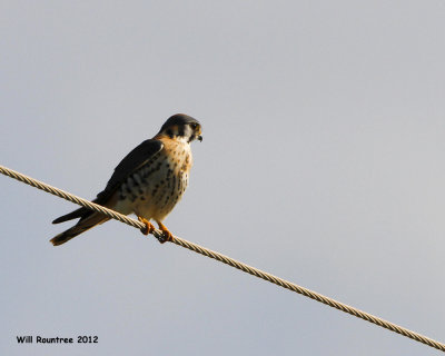 _MG_7020_AmericanKestral.jpg