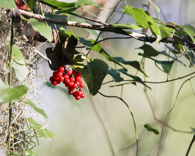 _MG_7110_berries.jpg