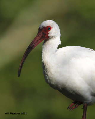 _MG_7113_WhiteIbis.jpg