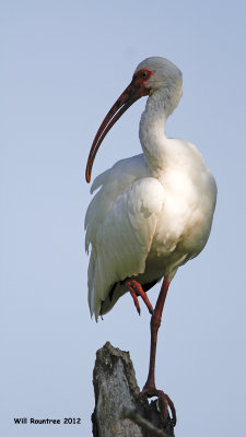 _MG_7235_WhiteIbis.jpg