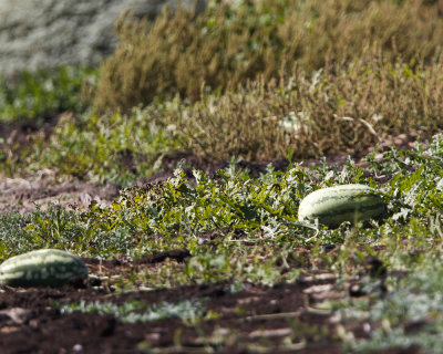 _MG_7442_watermelon.jpg