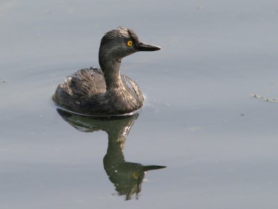 IMG_8738_LeastGrebe_12x72.jpg