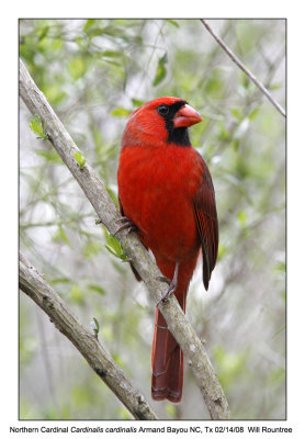 Northern Cardinal