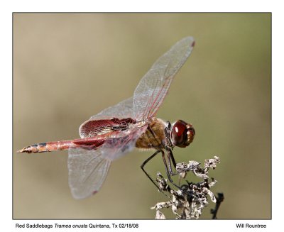 Red Saddlebags