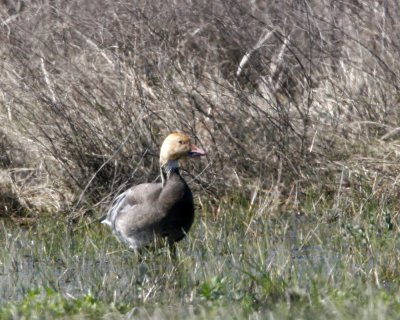 Blue phase Snow Goose with stained white feathers on head.