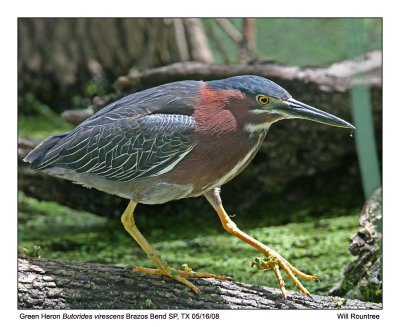 img_6384_GreenHeron_11x100.jpg