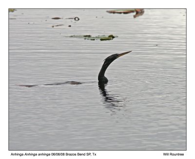 img_7718_Anhinga_11x100.jpg