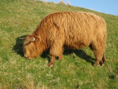 09scotland_30.JPG