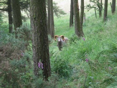cumbriachallenge_07.JPG
