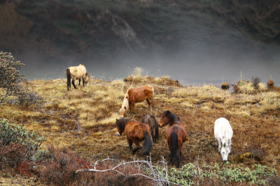 Bhutan country-019.jpg