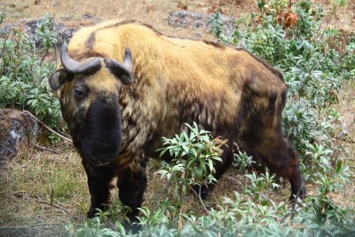 Bhutan country-038.jpg