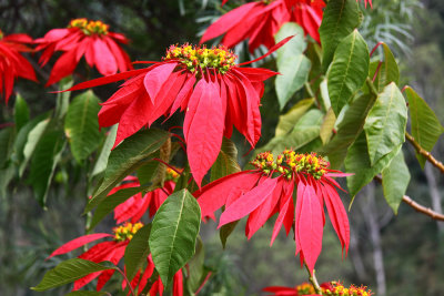 Bhutan country-136.jpg