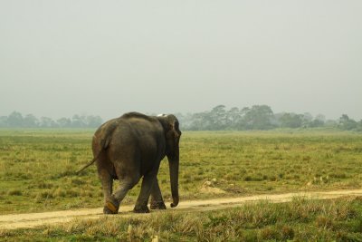 as-126.jpg