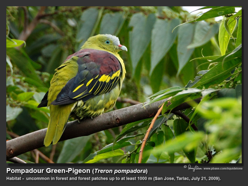 Pompadour_Green-Pigeon-IMG_7112