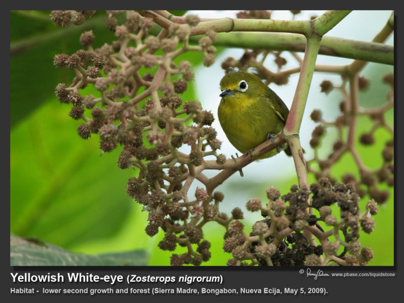 Yellowish_White-eye-IMG_5661.jpg