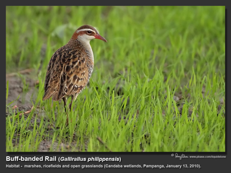 Buff-banded_Rail-IMG_1614