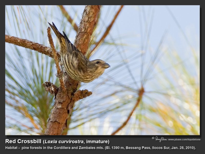 Red_Crossbill-IMG_3368
