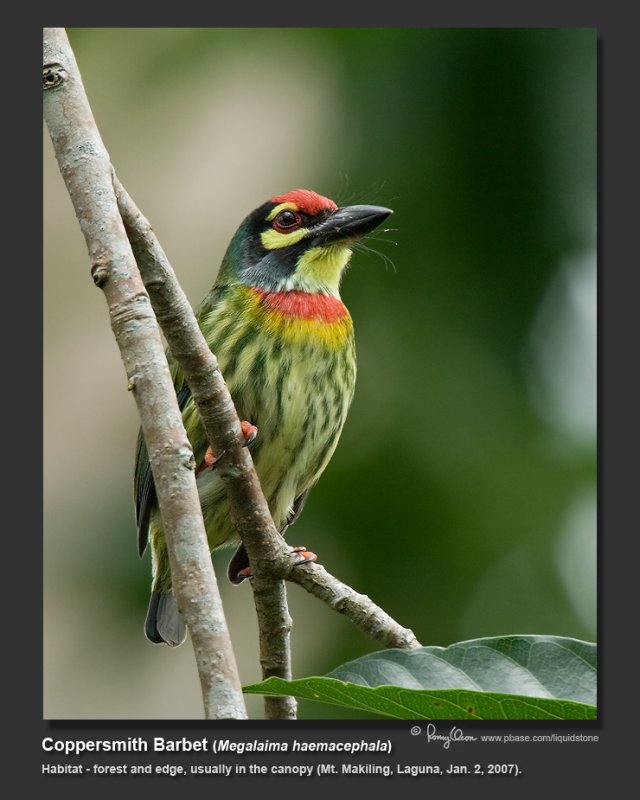 Coppersmith Barbet -IMG_6696.jpg