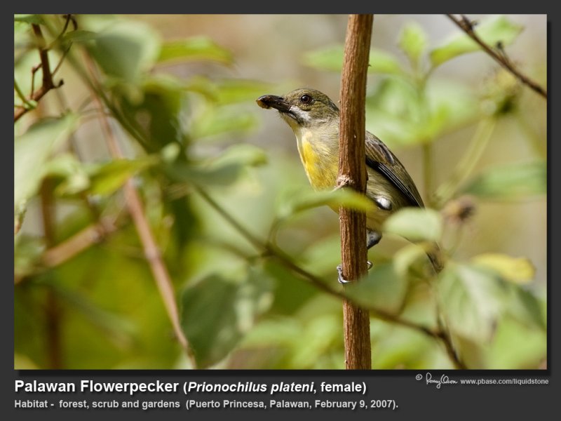 Palawan_Flowerpecker-IMG_7194