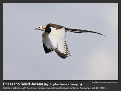 Pheasant-Tailed Jacana in flight at Candaba wetlands
