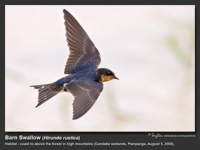 Barn Swallow (Hirundo rustica , migrant)

Habitat - Coast to above the forest in high mountains. 

Shooting info - Candaba wetlands, Pampanga, August 5, 2008, 1DM2 + 500 f4 IS, 1/1250 sec, f/5.6, ISO 640, Manfrotto 475B/3421 support