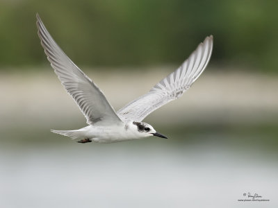 Whiskered Tern 

Scientific name: Chlidonias hybridus 

Habitat: Bays, tidal flats to ricefields. 

[COASTAL LAGOON, MANILA BAY, 1DM2 + 400 5.6L, hand held] 

