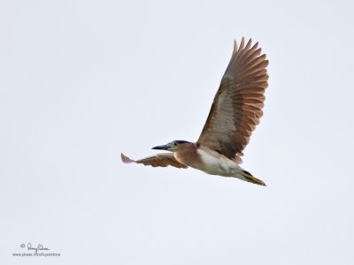 Rufous Night-Heron 

Scietific name - Nycticorax caledonicus 

Habitat - Marshes, rice paddies, mangroves. 

[1DM2 + 400 2.8 L IS, 475B/3421 support]