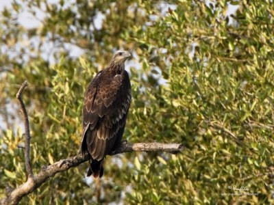 White-Bellied Sea-Eagle (immature)

Scientific name - Haliaeetus leucogaster 

Habitat - Along coasts, also along large lakes and rivers. 

[SAN JUAN, BATANAGAS, 1DM2 + 500 f4 IS + stacked Canon 2x/1.4x TCs, 1400 mm, f/16, 475B/3421 support]
