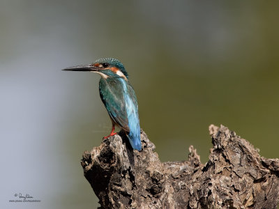 Common Kingfisher 

Scientific Name - Alcedo atthis 

Habitat - Along coasts, fish ponds and open rivers. 

[SAN JUAN, BATANGAS, 1DM2 + 500 f4 IS + Canon 1.4x TC, hand held]
