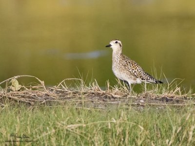 Asian Golden-Plover 

Scientific name - Pluvialis fulva 

Habitat - Common from coastal exposed mud and coral flats, beaches to ricefields. 

[SAN JUAN, BATANGAS, 1DM2 + 500 f4 IS + Canon 1.4x TC, 475B/3421 support, processed 100% crop]