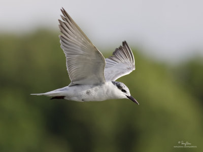 Whiskered Tern 

Scientific name: Chlidonias hybridus 

Habitat: Bays, tidal flats to ricefields. 

[COASTAL LAGOON, MANILA BAY, 1DM2 + 400 5.6L, hand held] 

