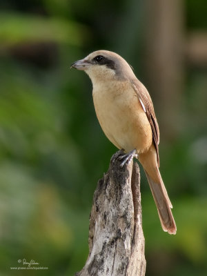 Brown Shrike 

Scientific name - Lanius cristatus 

Habitat - Common in all habitats at all elevations. 

[PARANAQUE CITY, PHILIPPINES, 40D + 400 5.6L + Canon 2x TC, MF via Live View, manual exposure, tripod/geared head]