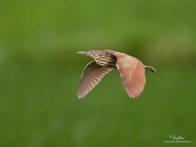 Cinnamon Bittern in flight at Candaba