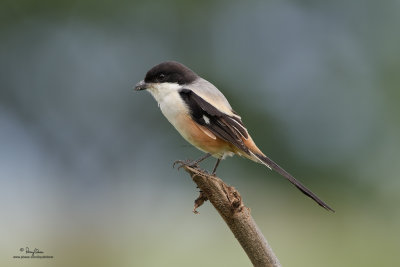 Long-tailed Shrike 

Scientific name - Lanius schach 

Habitat - Open country and scrub. 

[CANDABA WETLANDS, PAMPANGA, 40D + 500 f4 L IS + Canon 1.4x TC, bean bag, uncropped full frame, resized]
