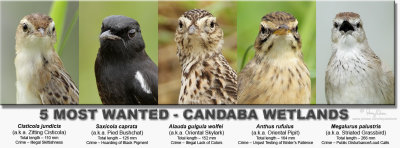 5 MOST WANTED - Mugshots of the Usual Suspects at Candaba Wetlands